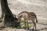 Zebra jong.
